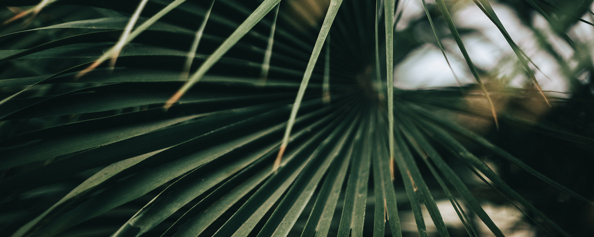 Tropical palm leaf banner for Salty Mermaid one tree planted initiative supporting sustainable swimwear and environmental impact