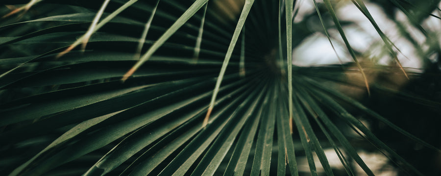 Tropical palm leaf banner for Salty Mermaid one tree planted initiative supporting sustainable swimwear and environmental impact