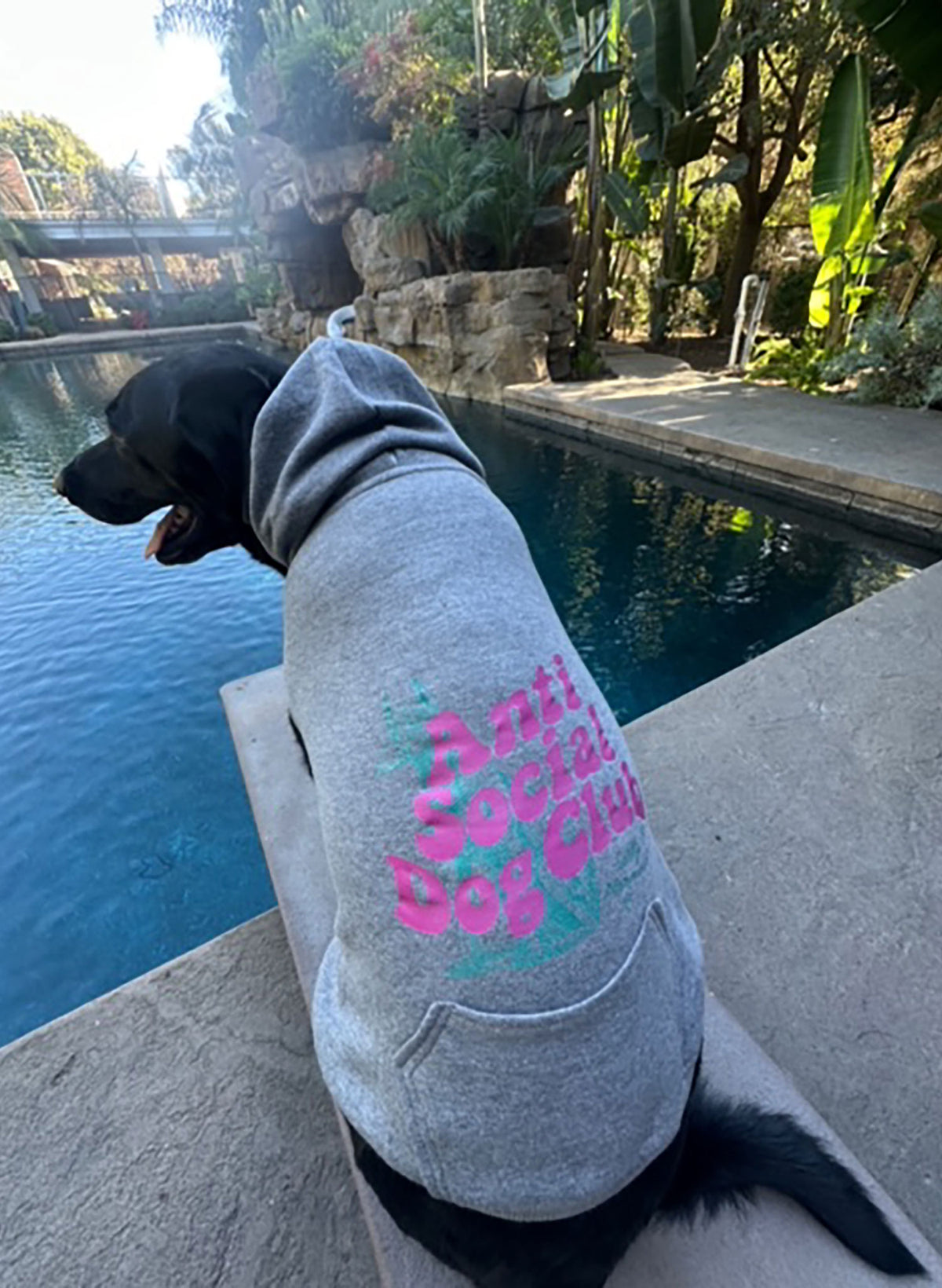 Anti-Social Dog Club Grey Matching Doggie Hoodie